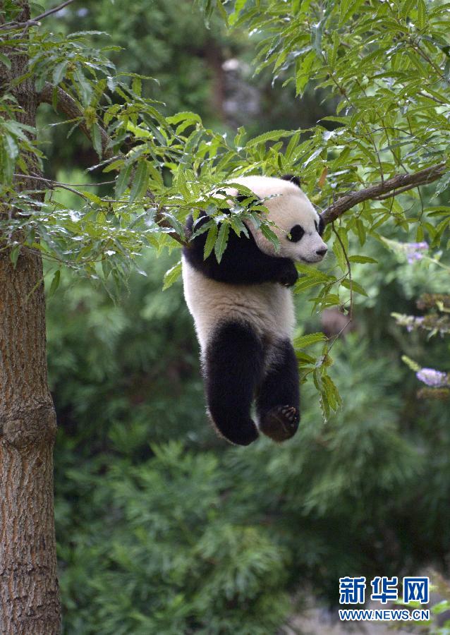 8月23日,大熊貓“寶寶”在美國華盛頓的國家動物園玩耍。新華社記者殷博古攝