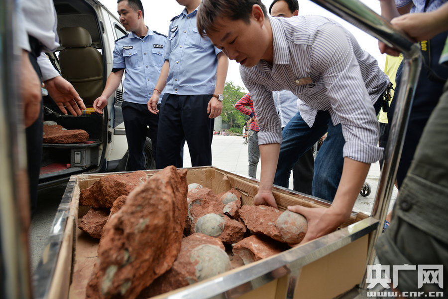 2015年4月19日，廣東河源，道路改造施工現(xiàn)場，挖出一大窩恐龍蛋化石。