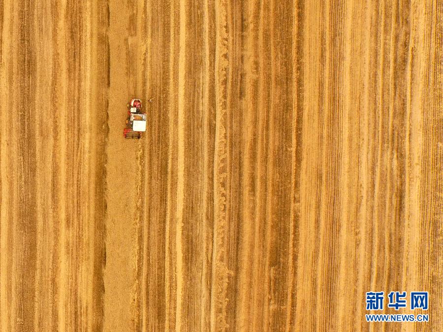這是5月28日在河南省南陽市唐河縣甘河灣村航拍的麥?zhǔn)宅F(xiàn)場。