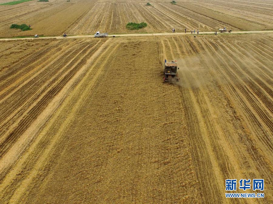 這是5月28日在河南省南陽市唐河縣甘河灣村航拍的麥?zhǔn)宅F(xiàn)場。