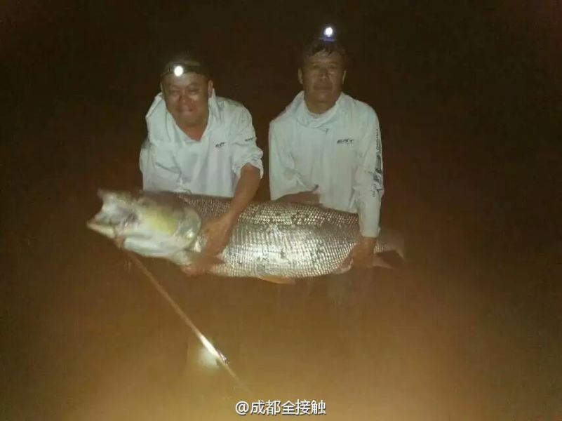　圖為大魚需要兩個人抱起。