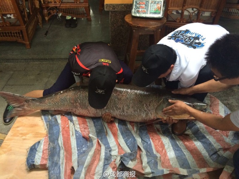 圖為父子倆翻動大魚。