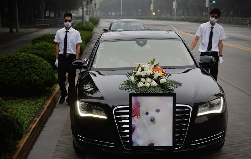 著寵物狗靈柩的車隊緩緩開往悼念室。
