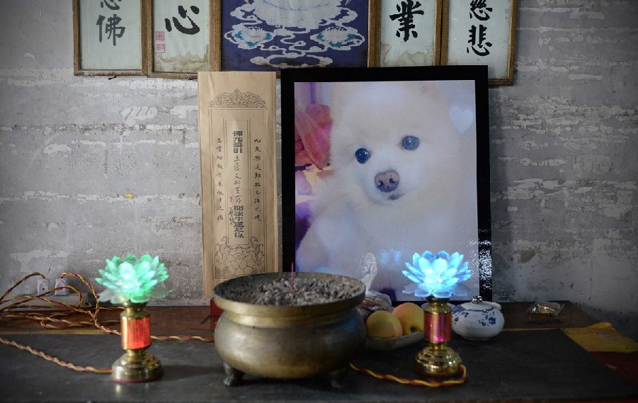 寵物狗的遺像被擺放在寺廟中。