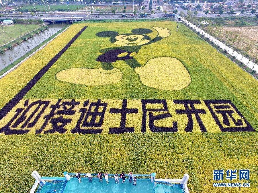 10月25日，游客在觀景臺上觀賞“米老鼠”稻田畫。