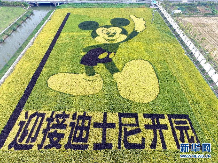 10月25日，游客在觀景臺上觀賞“米老鼠”稻田畫。