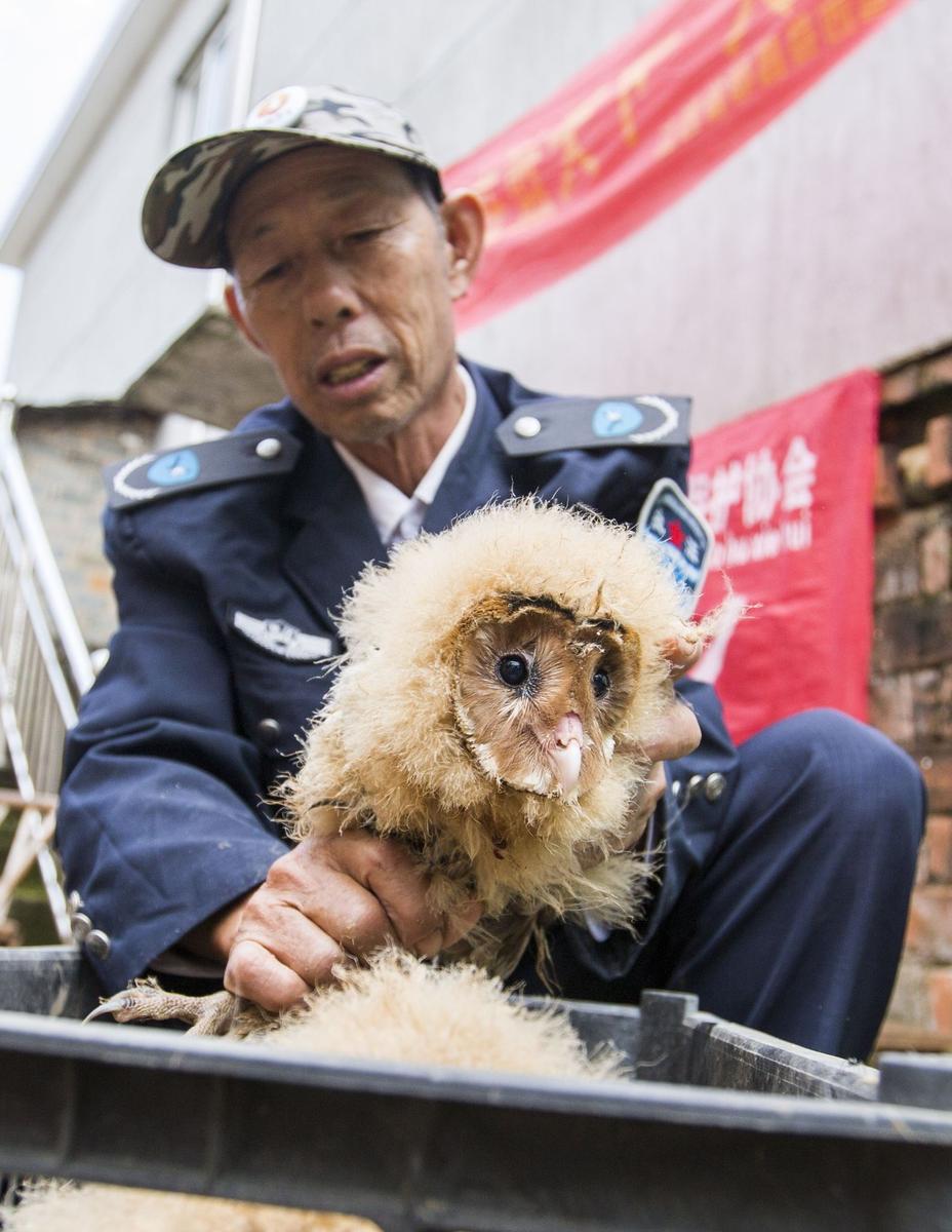 這5只雛鳥長得既像貓頭鷹，又像老鷹，危億玲和她丈夫便上網(wǎng)查詢，也沒查出來到底是什么動(dòng)物。因?yàn)閾?dān)心這些雛鳥是保護(hù)動(dòng)物，放在自己家里會(huì)養(yǎng)不好，危億玲便聯(lián)系上了都昌縣林業(yè)局野生動(dòng)植物保護(hù)管理站。