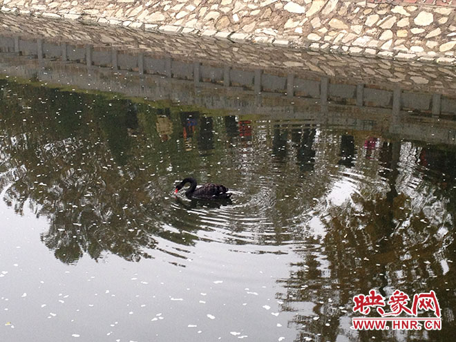 受傷的黑天鵝迫降鄭州金水河。