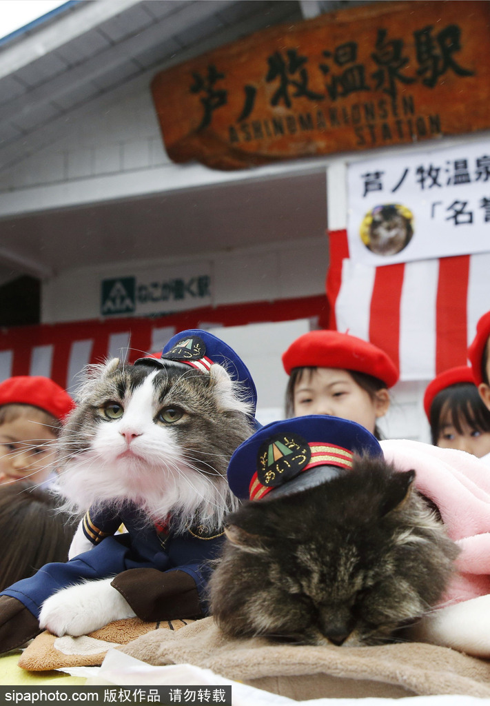 日本福島縣實習貓站長Love上任 日本福島縣實習貓站長Love上任