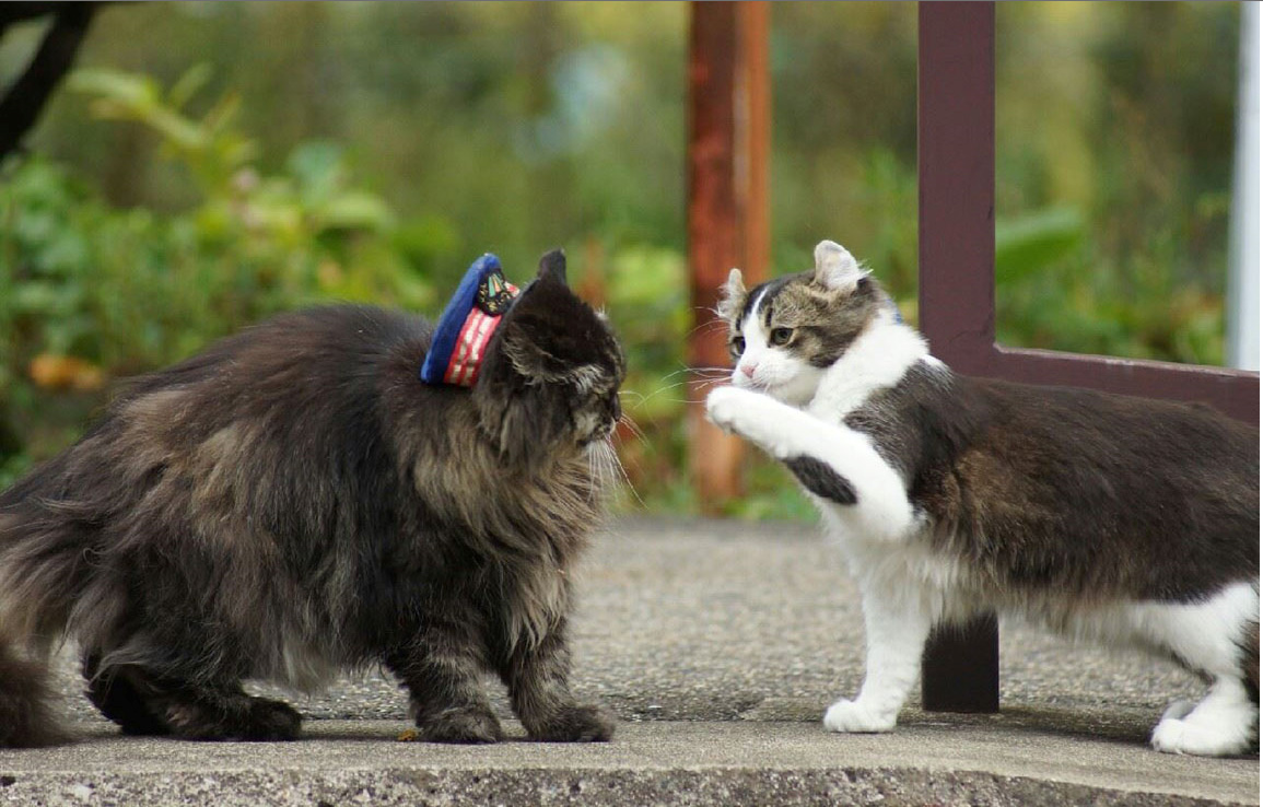 日本福島縣實習貓站長Love上任 日本福島縣實習貓站長Love上任