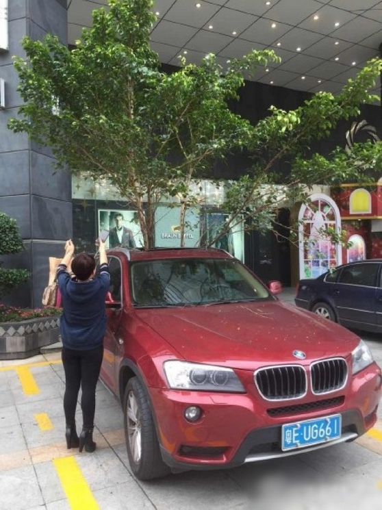 一輛停在停車位上的寶馬轎車，被墜落的樹枝砸中，樹枝徑直插入車內(nèi)，現(xiàn)場引發(fā)不少市民圍觀拍照。