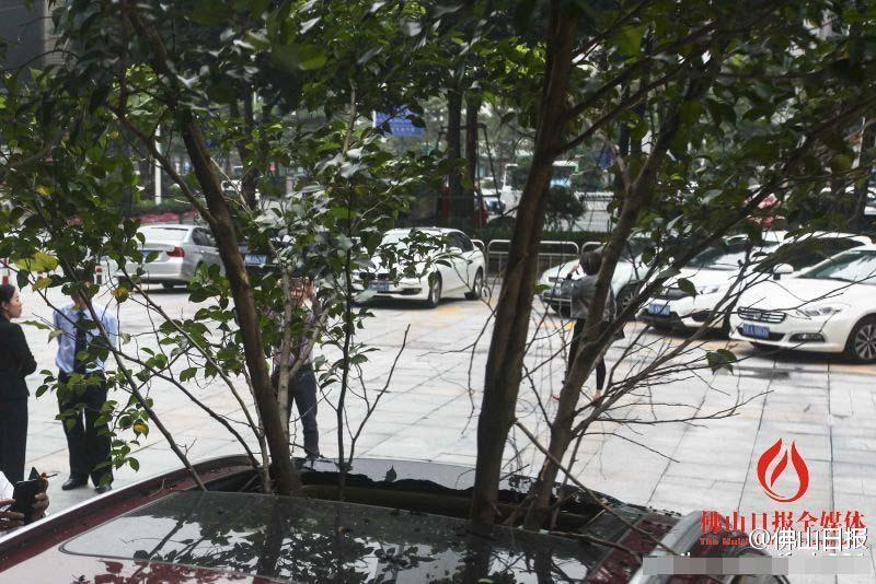 一輛停在停車位上的寶馬轎車，被墜落的樹枝砸中，樹枝徑直插入車內(nèi)，現(xiàn)場引發(fā)不少市民圍觀拍照。