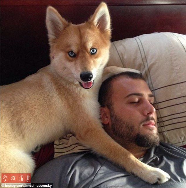 狐貍還是狗？藍(lán)眼睛萌寵走紅網(wǎng)絡(luò)