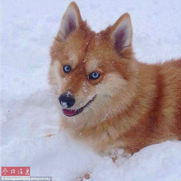 狐貍還是狗？藍(lán)眼睛萌寵走紅網(wǎng)絡(luò)