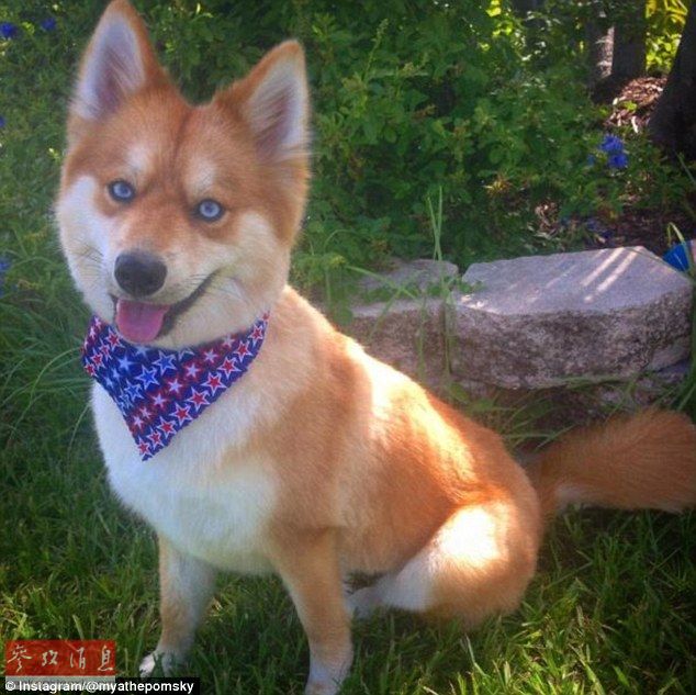 狐貍還是狗？藍(lán)眼睛萌寵走紅網(wǎng)絡(luò)