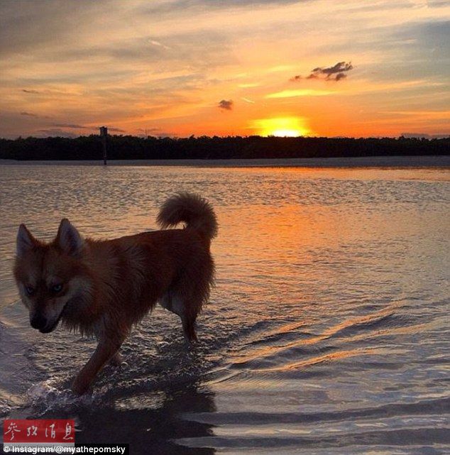 狐貍還是狗？藍(lán)眼睛萌寵走紅網(wǎng)絡(luò)