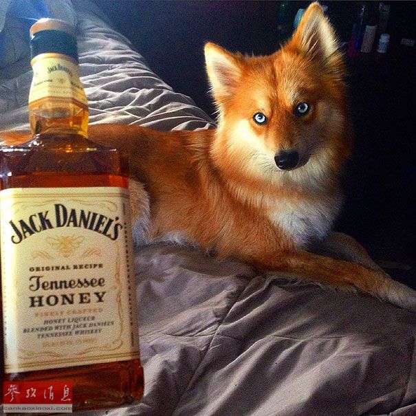 狐貍還是狗？藍(lán)眼睛萌寵走紅網(wǎng)絡(luò)