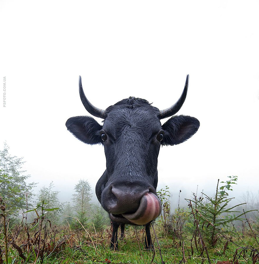 它們都是表情帝！一組不可思議的動物肖像