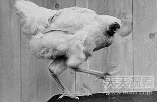 美國(guó)一公雞被砍頭后奇跡存活18個(gè)月(圖) 美國(guó)一公雞被砍頭后奇跡存活18個(gè)月(圖)
