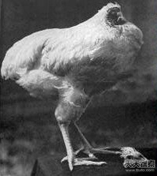 美國(guó)一公雞被砍頭后奇跡存活18個(gè)月(圖) 美國(guó)一公雞被砍頭后奇跡存活18個(gè)月(圖)