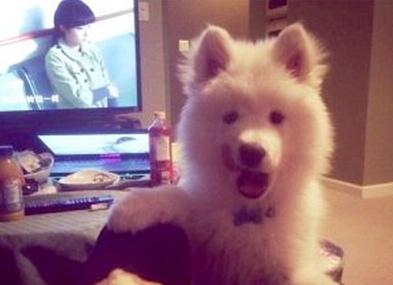 已經(jīng)被他人領(lǐng)養(yǎng)的Bosco。（加拿大《世界日?qǐng)?bào)》援引CBC）