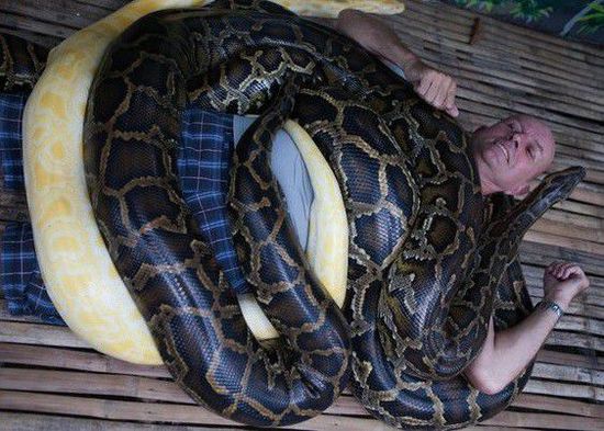 菲律賓一家動物園為游客提供蟒蛇按摩服務。