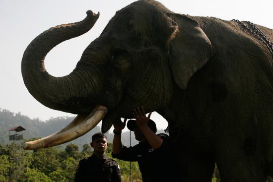 圖為大象巡邏隊里的大象。來源：法新社。