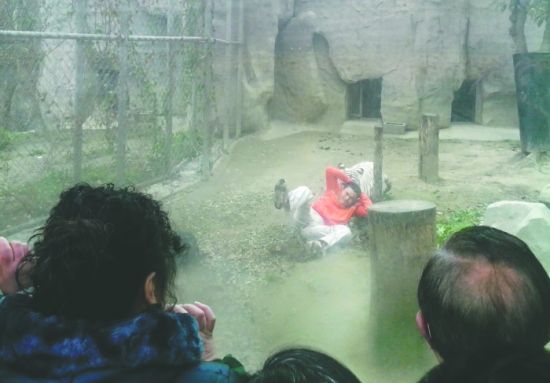 昨日，成都動物園，男子進入白虎活動區(qū)后被白虎拖行。動物園出動50多人成功營救下他