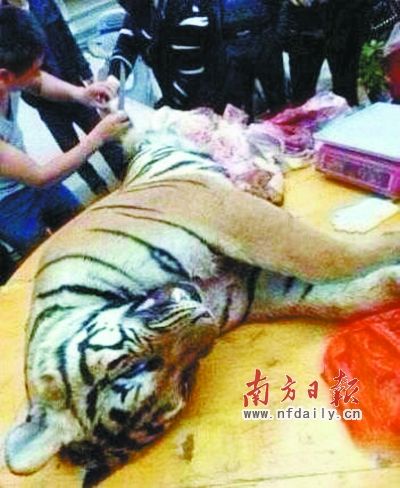　殺虎現(xiàn)場。由匿名受訪人提供