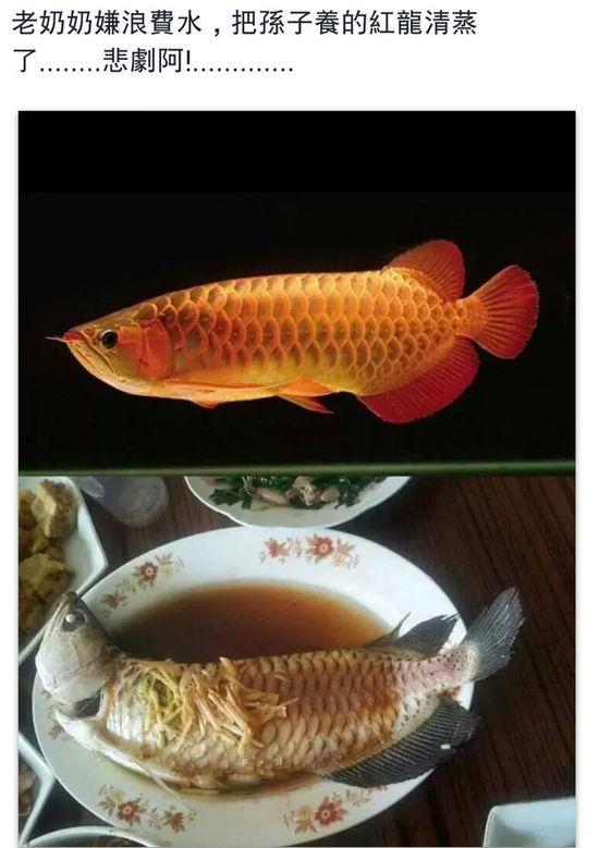 老奶奶嫌浪費(fèi)水,把孫子養(yǎng)的紅龍清蒸了。圖片取自臺(tái)媒