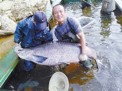 河南水庫捕到147斤重大青魚，長1.76米。