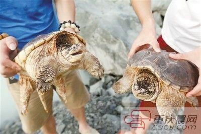 楊先生買(mǎi)來(lái)的鱷龜有很強(qiáng)的攻擊性。見(jiàn)習(xí)記者 雷鍵 攝