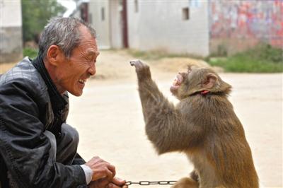 10月13日，新野縣鮑灣村耍猴人楊林貴蹲在家門口和自己的猴子玩耍。楊林貴，耍猴近三十年。