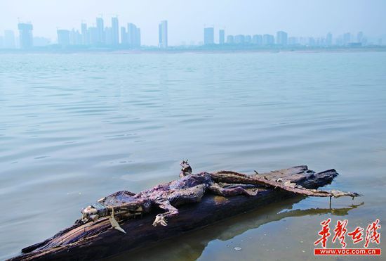 23日上午，瀏陽河與湘江交匯的地方發(fā)現(xiàn)了一條鱷魚的尸骸。