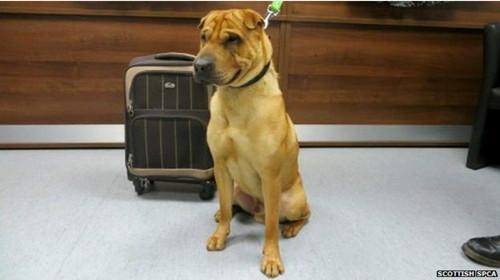 蘇格蘭動物權益慈善組織已經(jīng)通過芯片查出這只小狗的名字叫凱。
