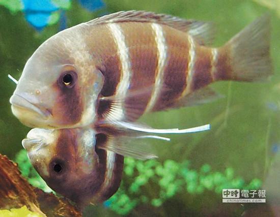 這對連體魚上面的哥哥體型較大，約是下面弟弟的2倍