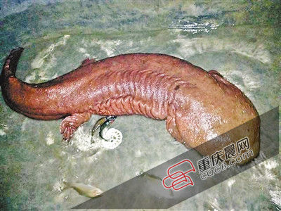 巫山抱龍鎮(zhèn)的超級娃娃魚。