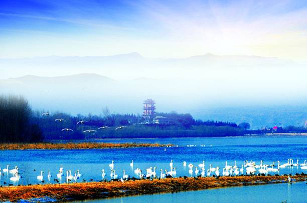 “天鵝城”河南三門峽為白天鵝劃定16萬畝保護(hù)區(qū)