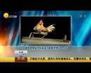 雄雞靚照催生優(yōu)質蛋？看臉世界讓人心碎