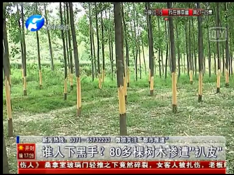 80多棵樹被“扒皮” 誰痛下黑手？
