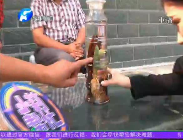 神奇！泡酒人參發(fā)芽長(zhǎng)樹葉