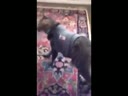 醉酒的貓咪回到家后各種搞笑！