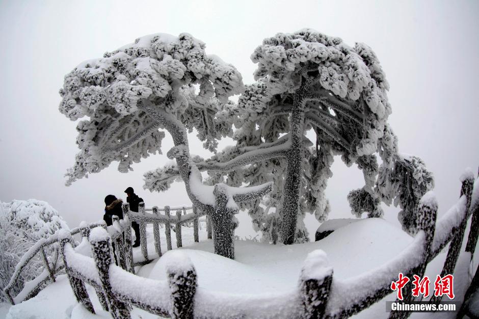 12月18日，雪后的安徽黃山風(fēng)景區(qū)出現(xiàn)了大面積雪凇美景，銀裝素裹，玉樹瓊枝，游人置身其間，如醉如癡。