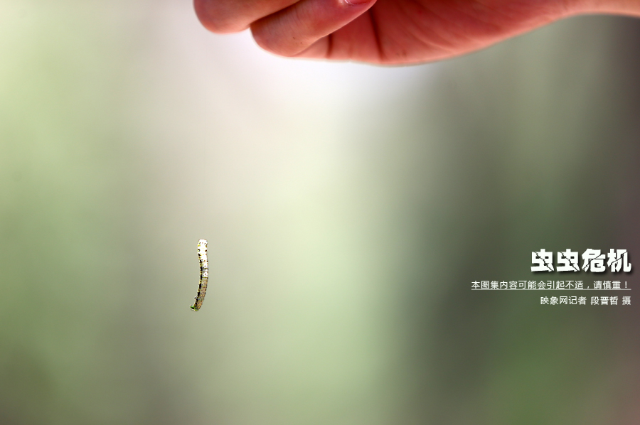 當(dāng)小蟲(chóng)子從樹(shù)上垂絲而下懸在半空中時(shí)，給路上的行人帶來(lái)諸多不便