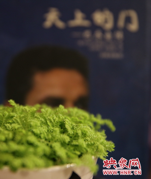 書架上精心布置的綠色植物。