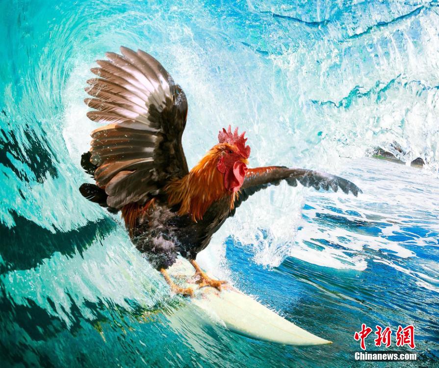 有趣！英國一公司推出公雞日歷