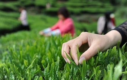 春季想挖野菜去哪里 鄭州采挖線(xiàn)路圖攻略